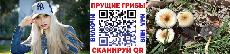 Галлюциногенные грибы прущие грибы  купить закладку  Старый Крым 